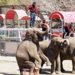 [Å] 千葉県「市原ぞうの国」で初めて象のショー見た！象好き注目観光スポット！！