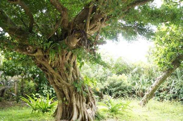 長寿っぽい木