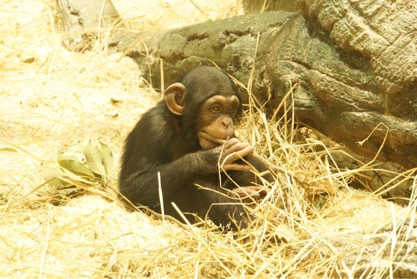 チンパンジーの赤ちゃん