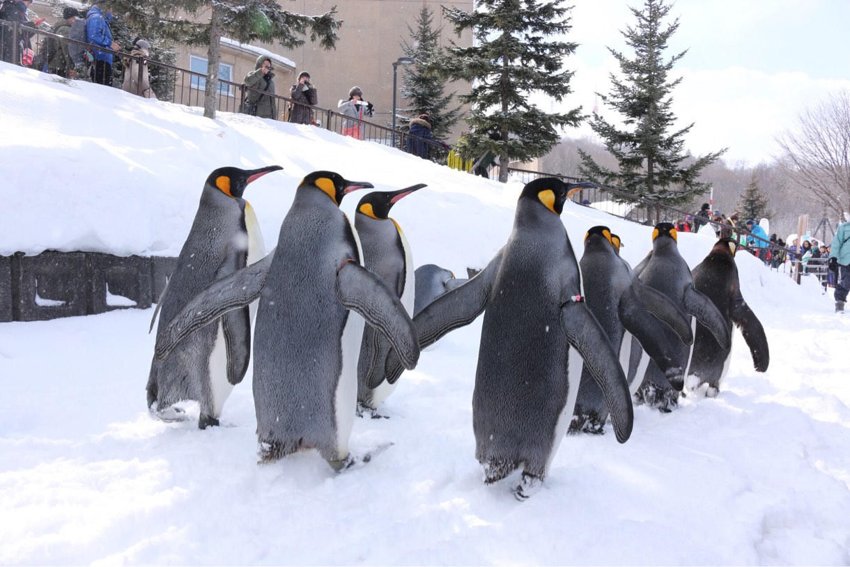 旭山動物園 ペンギンのお散歩