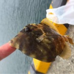 [Å]【釣録01】三崎の海はいつから釣れるのか3ヶ月通って調べてみた！-釣りに雨は関係なかった-