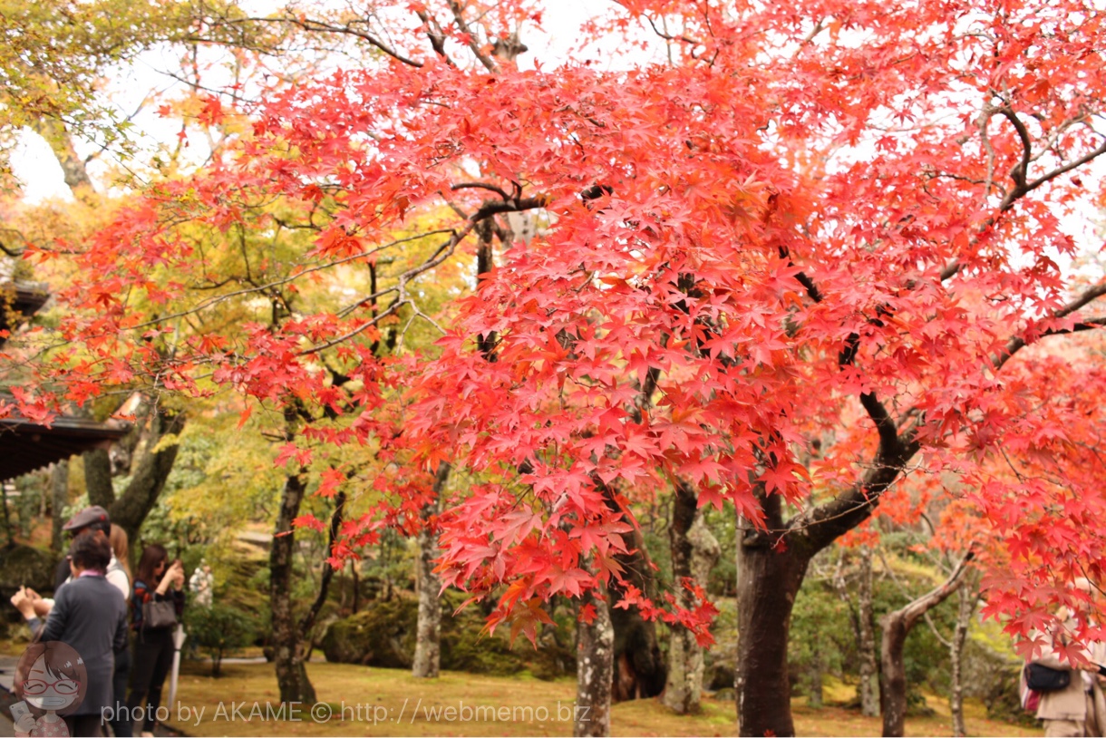箱根美術館 紅葉