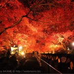 [Å] 神奈川県「大山寺・阿夫利神社」のライトアップ紅葉が見頃！1度は見たい絶景広がる