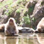 [Å] 長野観光・地獄谷野猿公苑は温泉に浸かる猿や小猿を超間近で見れるおすすめ観光スポット！