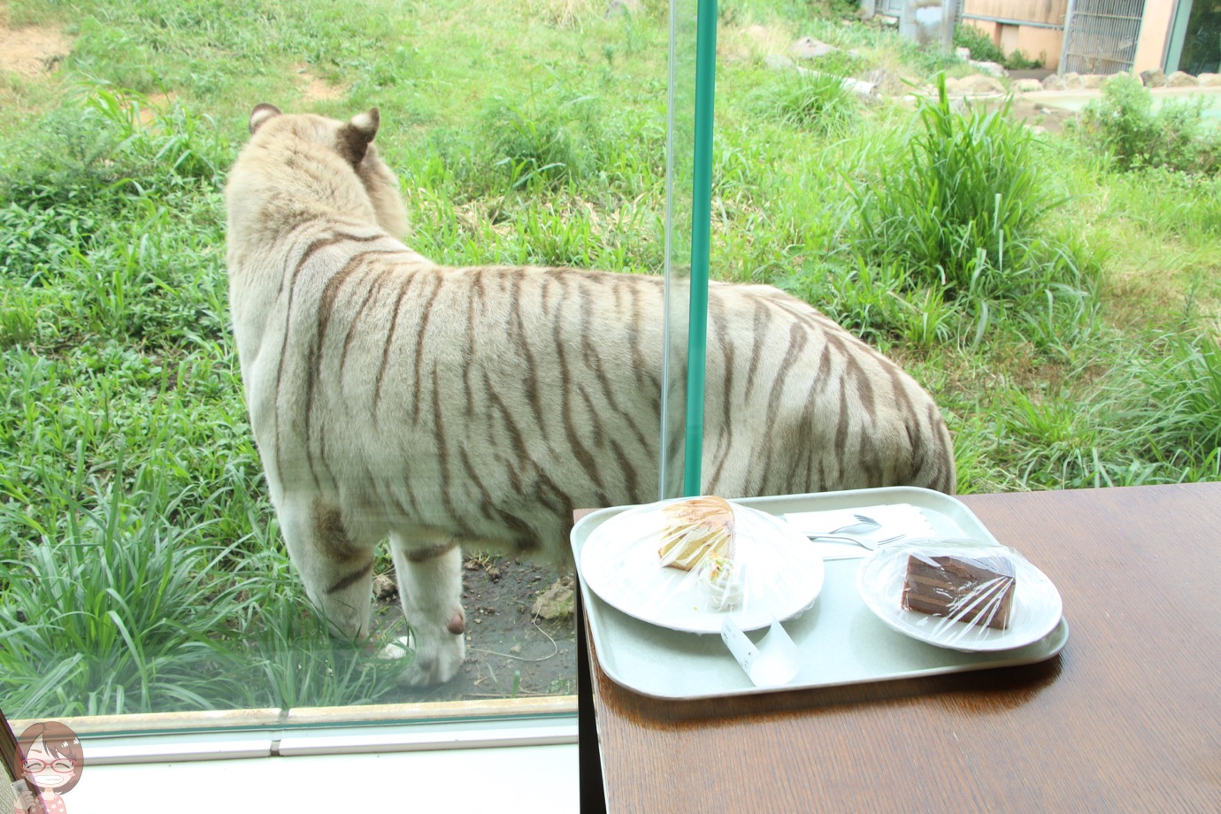 ホワイトタイガーを見ながら食べるレストラン