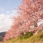 [Å] 河津桜まつりで一足先に桜を堪能！！河川敷の桜並木道はオススメです！