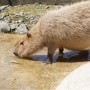 [Å] さゆりワールドでカピバラに大接近！カピバラ好き必見の千葉観光スポット