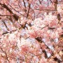 [Å] モブログ花見大会＠代々木公園 リアルタイム更新終了！
