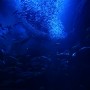 [Å] 新江ノ島水族館「ナイトアクアリウム」で水槽とコラボのプロジェクションマッピング！おすすめ時間帯はここ！