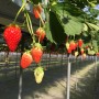 [Å] アクアライン経由で好アクセス！千葉県「石橋農園」のイチゴ狩りが甘い苺食べ放題で凄く良い！