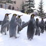[Å] 旭山動物園のペンギンのお散歩何時から？ペンギンが目の前を歩く姿が可愛すぎて2回見てきた！