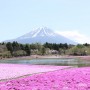 [Å] 富士山と桜の豪華コラボ！見ないと損する「富士芝桜」の美しすぎる景色に感動