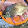 [Å] 神奈川県の釣り場「野島公園」は駐車場・トイレ完備！釣れた魚のご紹介【釣り録06】