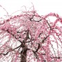 [Å] 梅の香りに包まれる曽我梅林 曽我別所の梅まつりはしだれ梅が美しいおすすめスポット