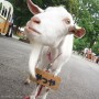 [Å] 静岡観光「まかいの牧場」でヤギのお散歩！動物好きに嬉しい触れ合いコーナーが充実