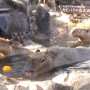 [Å] 伊豆「シャボテン動物公園」の元祖カピバラの露天風呂が可愛すぎ！まさに癒しの極み