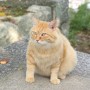 広島県 尾道の千光寺・猫の細道は絶景とたくさんの猫に出会える最高のスポット